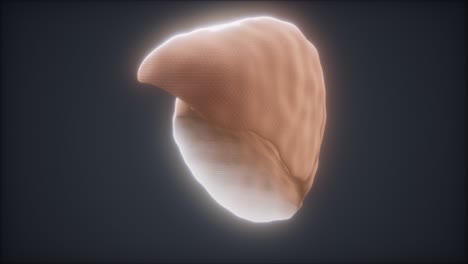 Loop-3D-gerenderte-Medizinisch-Genaue-Animation-Der-Menschlichen-Leber